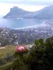 King Protea, Hout Bay