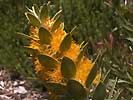 M. chrysanthus