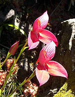 Rote Disa, die größte Orchidee am Kap